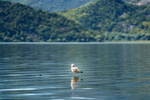 Skadar Lake National Park: Fågelskådning och fotograferingstur