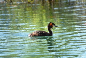 Skadar Lake National Park: Fågelskådning och fotograferingstur