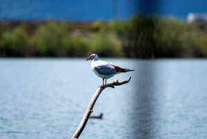 Skadar Lake National Park: Fågelskådning och fotograferingstur