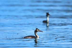 Skadar Lake National Park: Fågelskådning och fotograferingstur