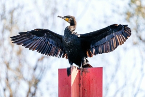 Skadar Lake National Park: Fågelskådning och fotograferingstur