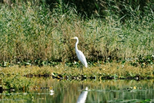 Skadar Lake National Park: Fågelskådning och fotograferingstur