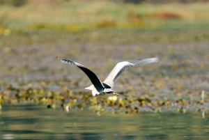 Skadar Lake National Park: Fågelskådning och fotograferingstur