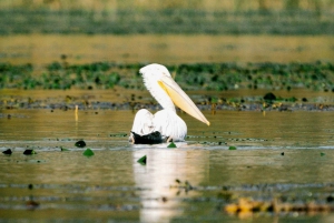 Skadar Lake National Park: Fågelskådning och fotograferingstur