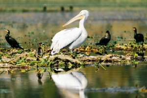 Skadar Lake National Park: Fågelskådning och fotograferingstur