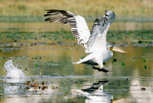 Skadar Lake National Park: Fågelskådning och fotograferingstur
