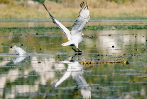 Skadar Lake National Park: Fågelskådning och fotograferingstur