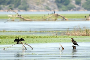 Skadar Lake National Park: Fågelskådning och fotograferingstur