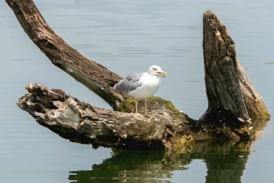 Skadar Lake National Park: Fågelskådning och fotograferingstur