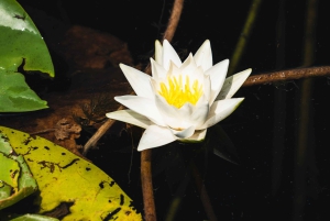 Skadar Lake National Park: Fågelskådning och fotograferingstur