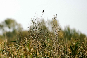 Skadar Lake National Park: Fågelskådning och fotograferingstur