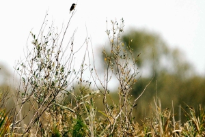 Skadar Lake National Park: Fågelskådning och fotograferingstur