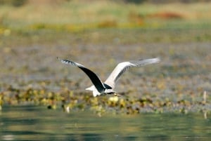Skadar Lake National Park: Fågelskådning och fotograferingstur