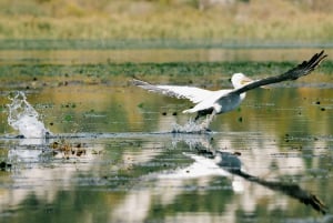 Skadar Lake National Park: Fågelskådning och fotograferingstur