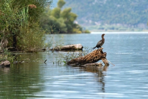 Skadar Lake National Park: Fågelskådning och fotograferingstur