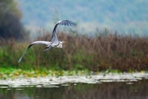 Skadar Lake Sightseeing: Explore Montenegro's National Park