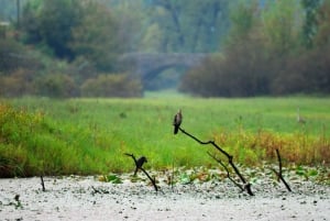 Skadar Lake Sightseeing: Explore Montenegro's National Park