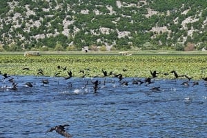 Skadar Lake Sightseeing: Explore Montenegro's National Park