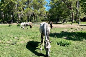 ティラナ発：アポロニア＆カラヴァスタラグーン日帰りツアー（昼食付き）