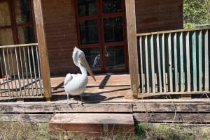 Tirana: Apollonia og Karavasta-lagunen – dagstur med frokost