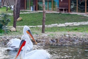 Tirana / Durrës: UNESCO-byen Berat og Karavasta Nationalpark