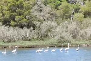 Tirana / Durrës: Berat UNESCO City & Karavasta National Park