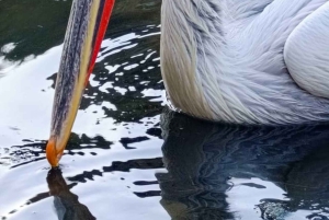 Tirana / Durrës: Berat UNESCO City & Karavasta National Park