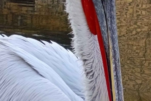 Tirana / Durrës: Berat UNESCO City & Karavasta National Park