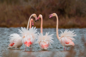 Tirana / Durrës: Berat UNESCO City & Karavasta National Park
