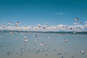 Tirana/Durres/Golem: Divjaka & Karavasta lagoon with Lunch