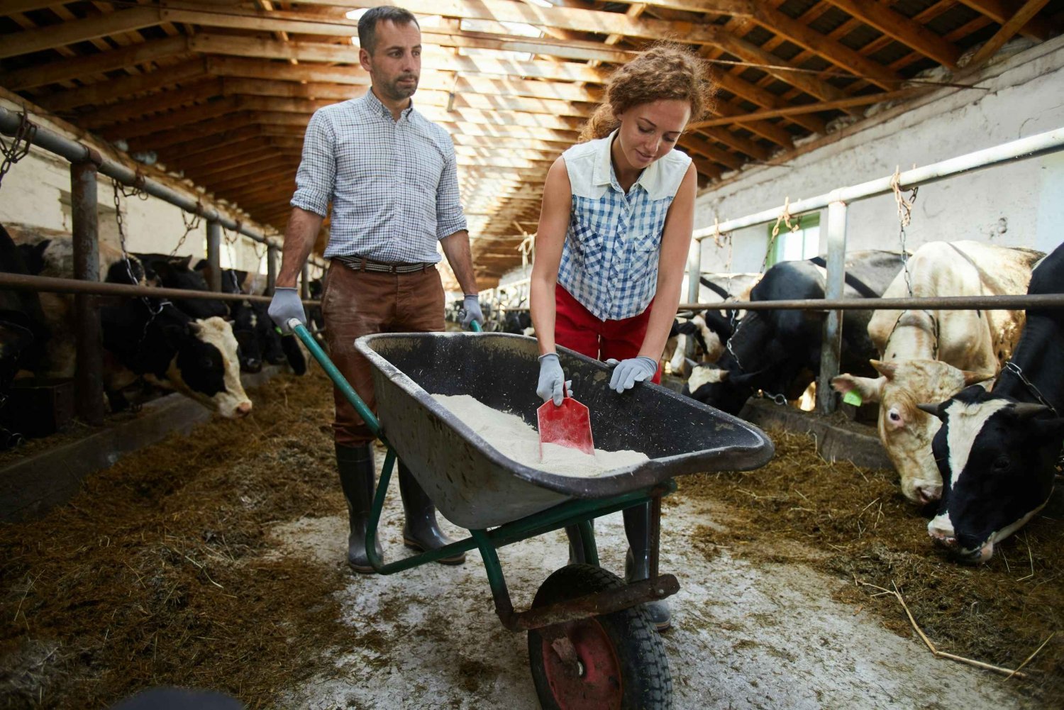 Tirana/Durrës/Golem: Passeio pela fazenda com degustação de queijos e raki