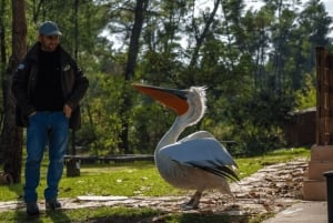 Tirana & Durres :Karavasta Lagoon & Apolonia aamiaisella