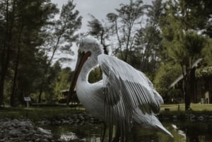 Tirana & Durres :Karavasta Lagoon & Apolonia aamiaisella