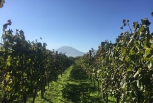 Tirana : Cap de Rodon et dégustation de vin