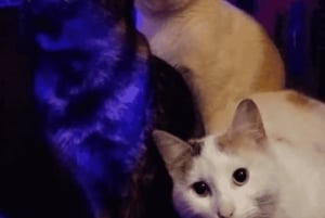 Tirana: Live Music Comfy Gathering With Troubadours