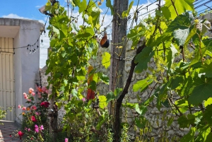 Traditional Food Tour,Dinner in a Local Garden(Eat as local)
