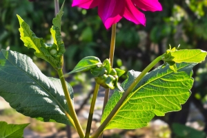 地元の庭園でのベジタリアンアルバニア料理ツアー – シュコダー