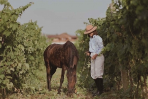 Vino & Vista: Berats Weinreise und Kulturerbe