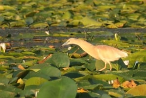 Virpazar: Amazon cruise and panoramic tour of Karuč