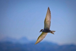 Virpazar: Private Guided 2-Hour Lake Skadar Boat Tour