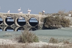 Safari & Birdwatching in Vjosa-Narta Protected Landscape