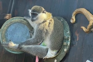 Vlora piratskipstur Sazan-øya og Karaburun