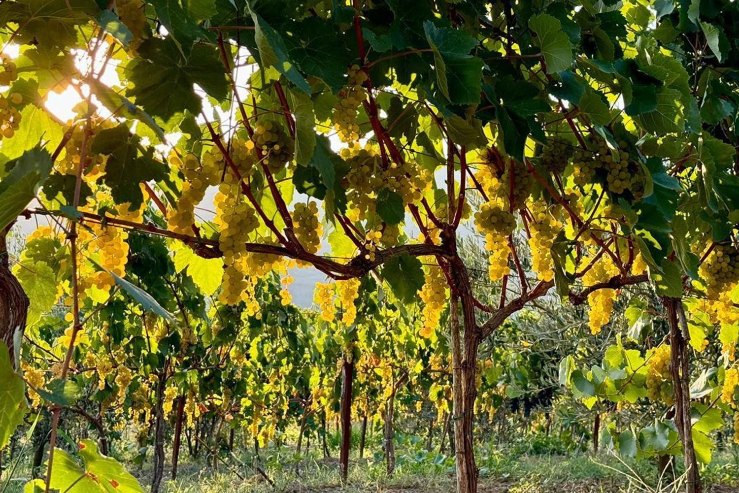 Vlore: excursión de 1 día a Berat con cata de vino