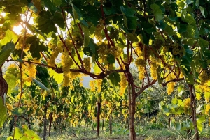 Vlore: excursión de 1 día a Berat con cata de vino