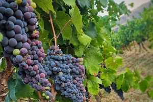 Vlore: excursión de 1 día a Berat con cata de vino