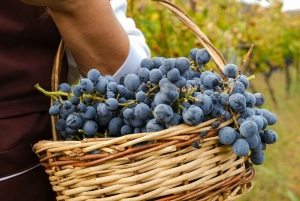 Vlore: excursión de 1 día a Berat con cata de vino