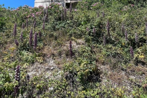 Vlore: Wyspa Sazan i jaskinia Haxhi Ali - wycieczka z przewodnikiem łodzią motorową