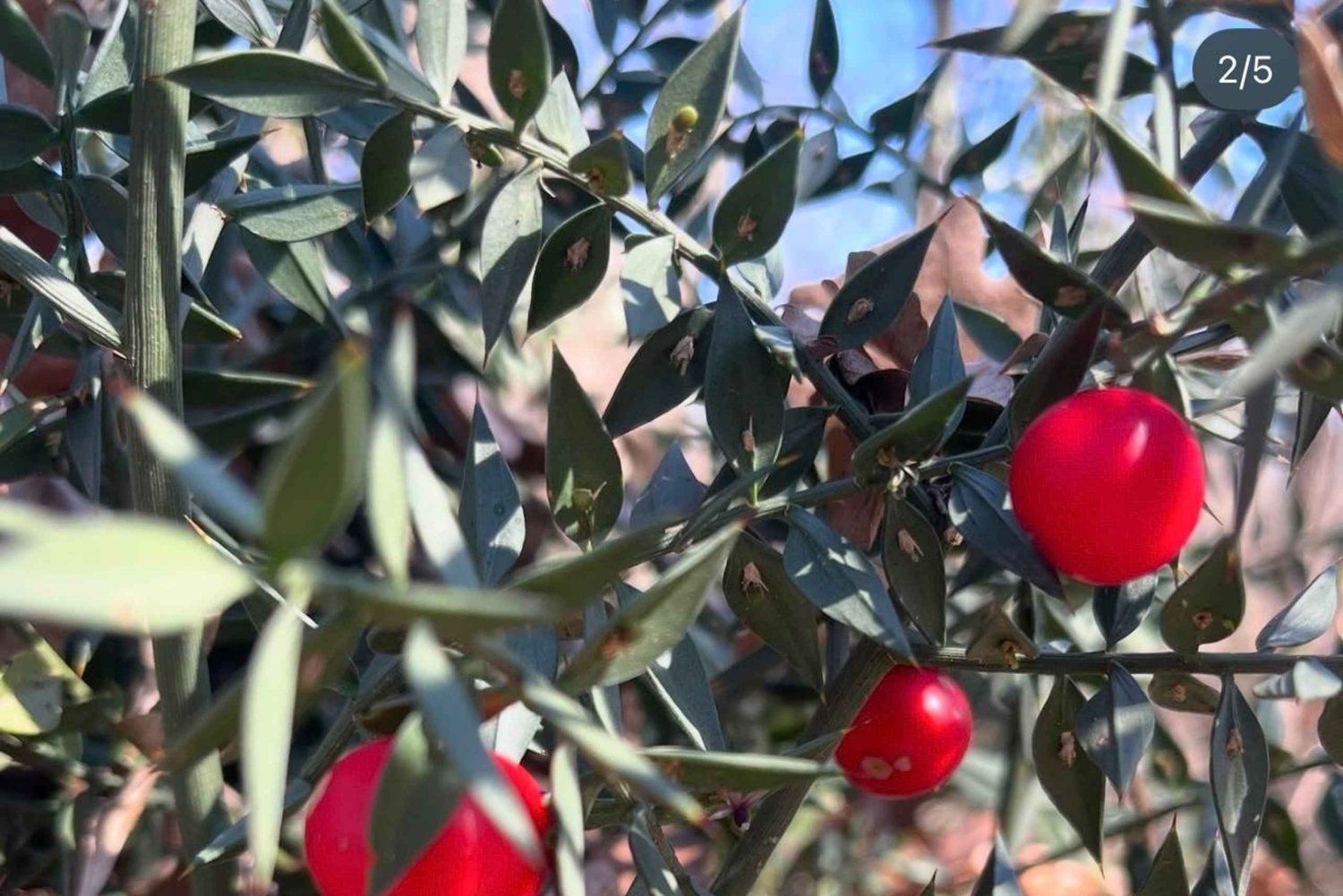 Experiencia de recolección de frutos silvestres en Hani i Qerosit