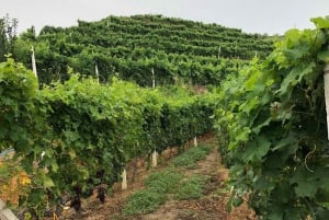 Wine tasting tour, Optional wine yard tour and kayak rides