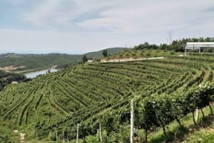 Wine tasting tour, Optional wine yard tour and kayak rides